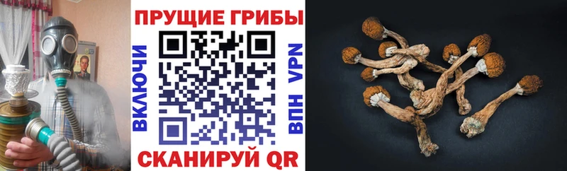 Псилоцибиновые грибы мицелий  даркнет клад  Ленск 